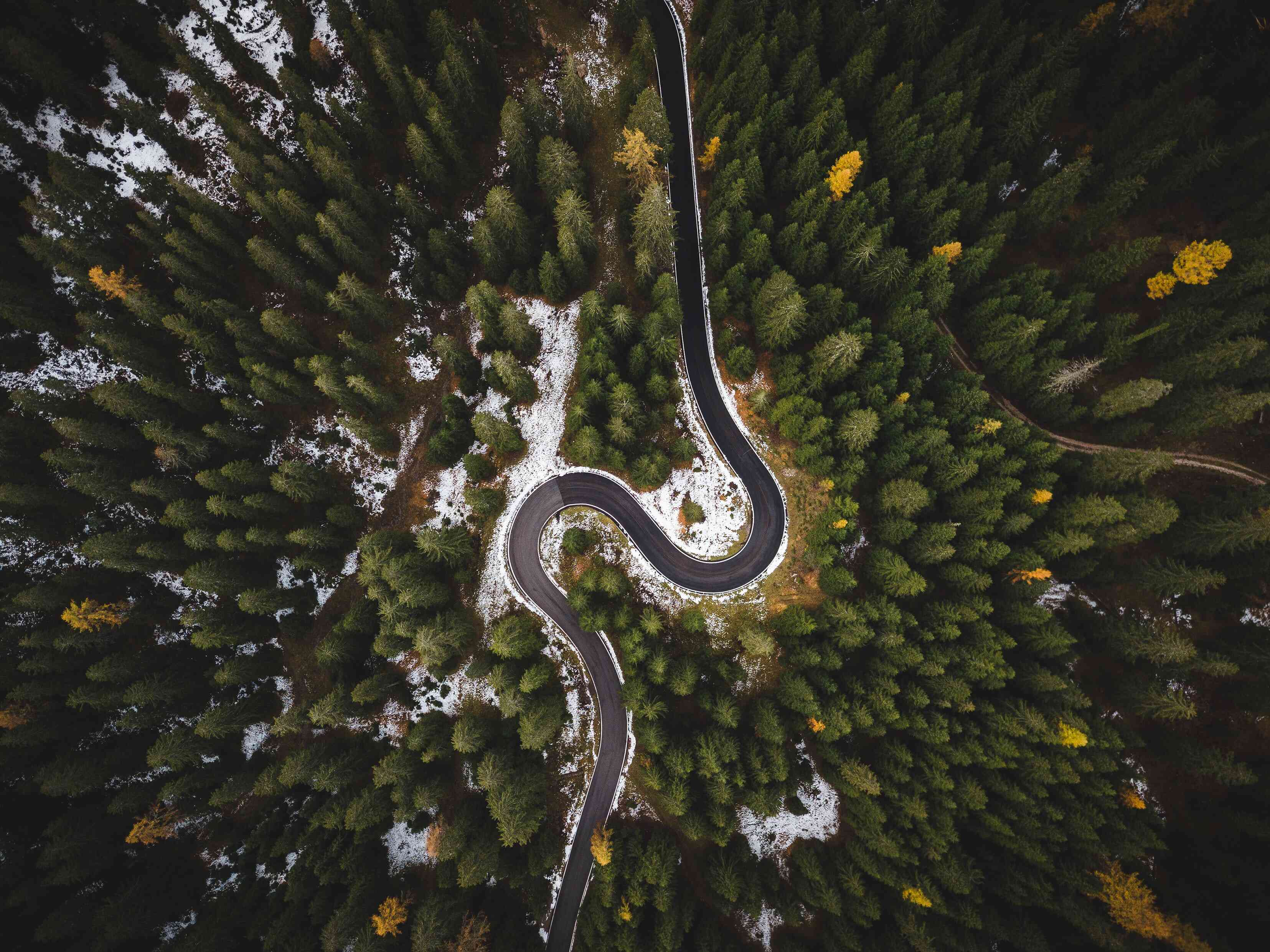 curvy road in between trees